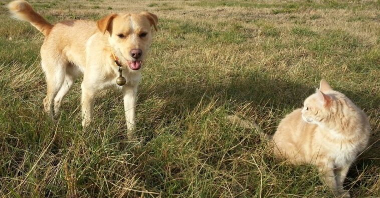 alimentos peligrosos para perros y gatos