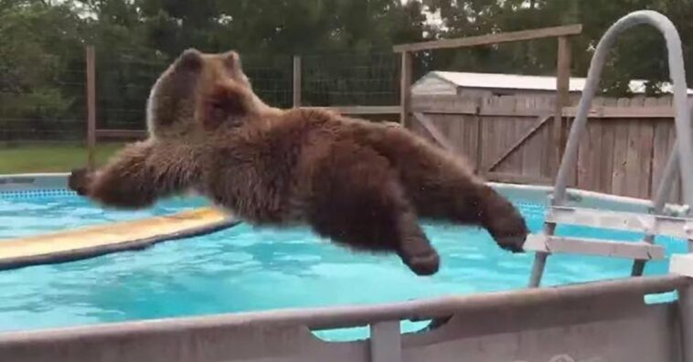 oso pardo se tira a una piscina de panzazo