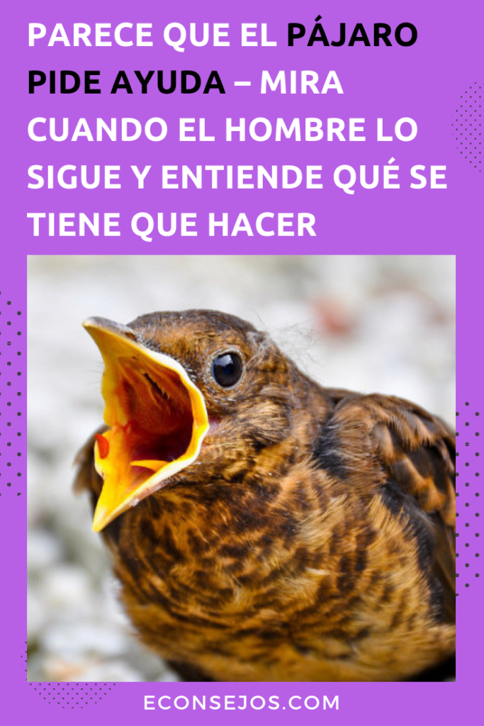 pajaro pide ayuda hombre