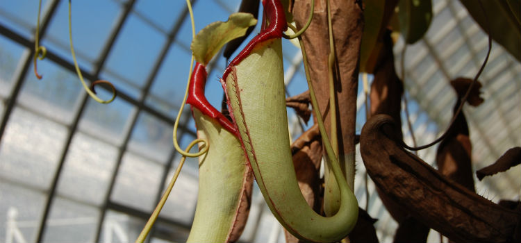 cuidados de las plantas carnivoras Alimentacion