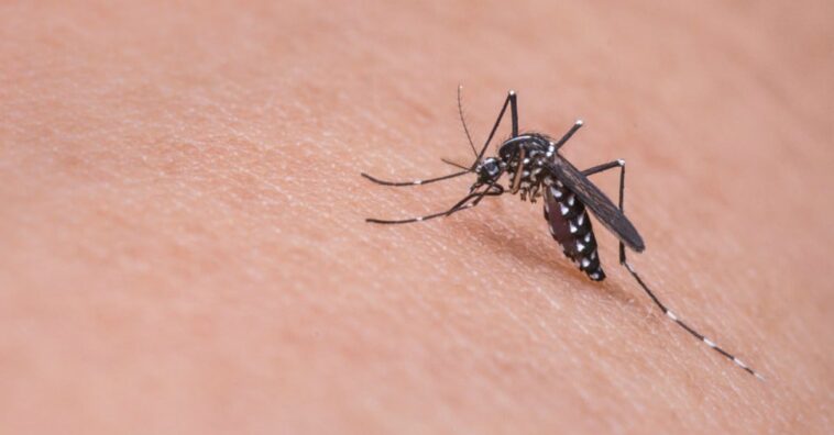 los mosquitos pican más a algunas personas