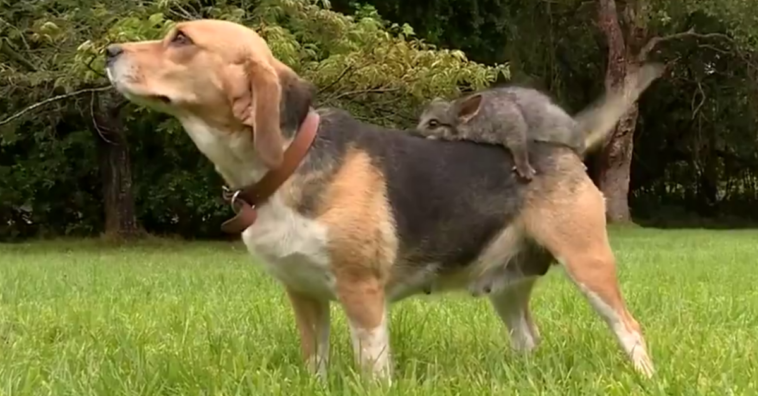 perra afronta la pérdida de cachorros