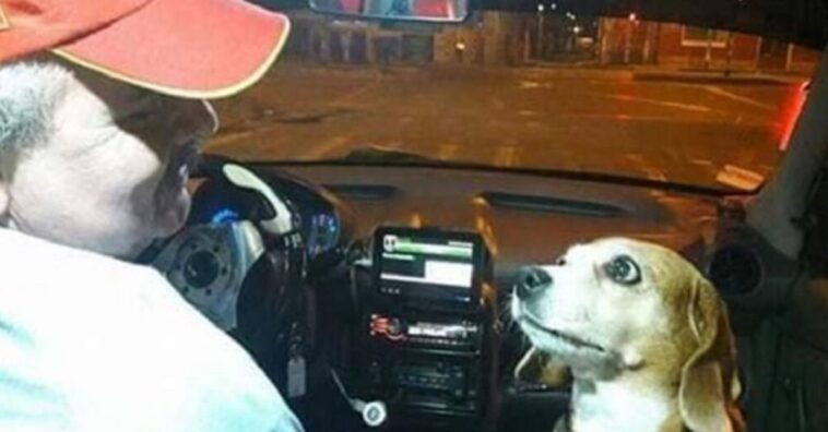 perrita fiel trabaja como taxista con su amo por las noches