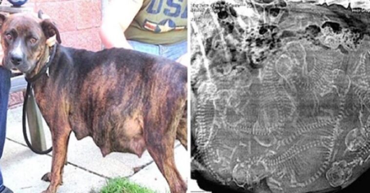 perrita muy embarazada se negaba a dar a luz