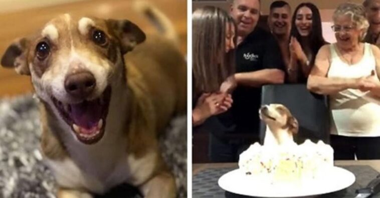 perrito anciano no puede contener la alegría en la fiesta sorpresa que le organizó su familia