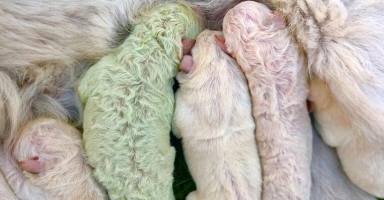 perrito con el pelo verde