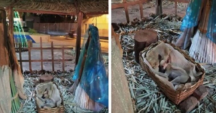 perrito es sorprendido durmiendo en la cuna del pesebre