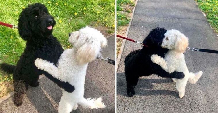 perritos hermanos se encuentran por la calle y se reconocen en seguida