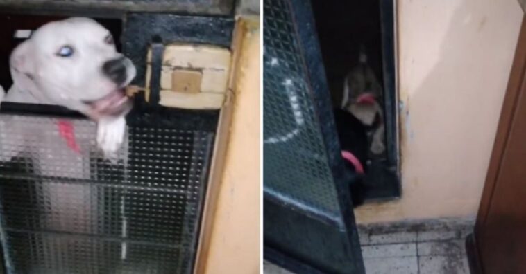 perro abre la puerta de su casa para que unos animales que vivían en la calle entren a jugar