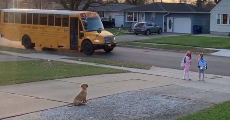 perro acompaña a dos niñas al autobús escolar