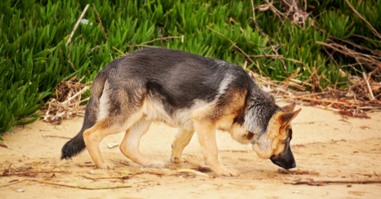 perro arriesga la vida y salva a la mujer de intento de violacion