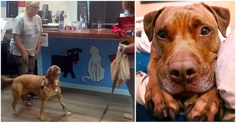 perro aúlla de alegría al descubrir que fue adoptado