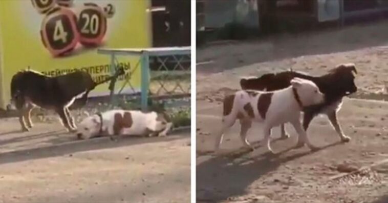perro callejero desata a un pitbull para jugar con él