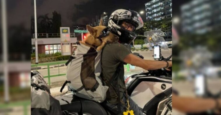 perro coloca la cabeza en el hombro de su dueño y pasea tranquilo en moto