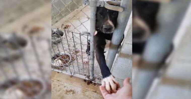 perro de un refugio extiende su pata a todos los que pasan por su perrera