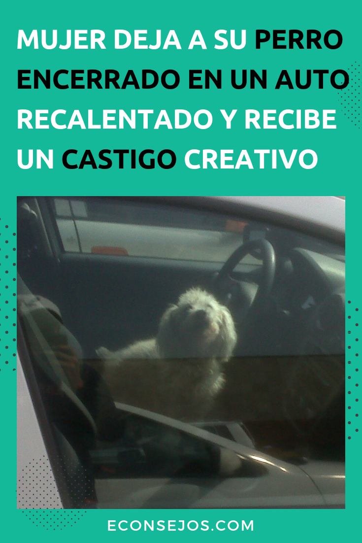 Perro encerrado en un auto