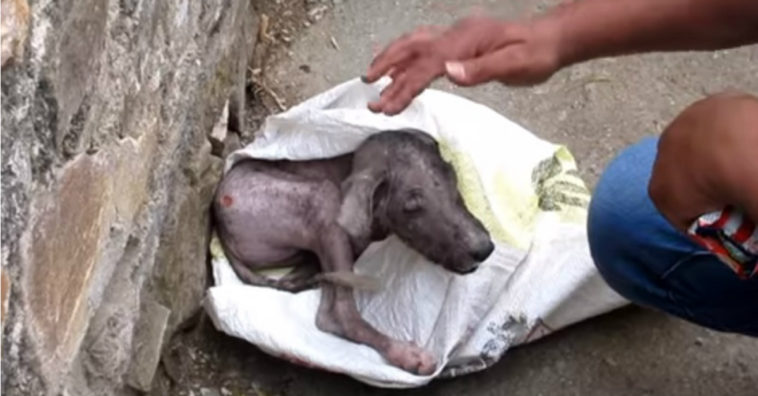 perro hambriento encontrado dentro de un saco