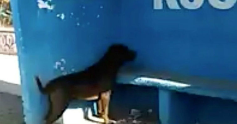 perro que lleva tres dias mirando una pared azul