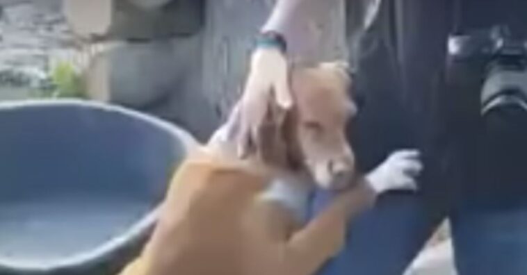 perro rescatado abraza a un periodista y este acaba adoptándolo
