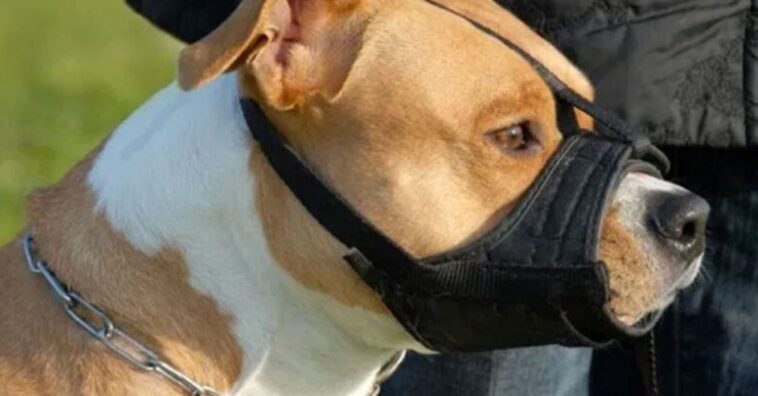 perro rompe el bozal para poder defender a un menor de un secuestro