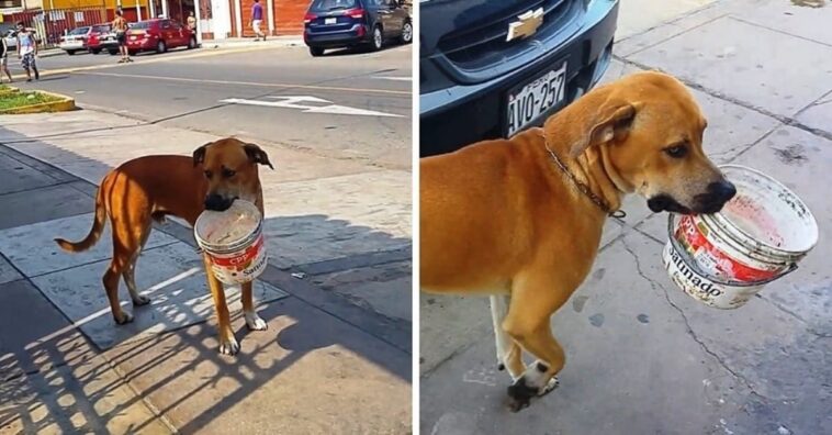 perro sale a la calle con un balde en la boca en busca de ayuda