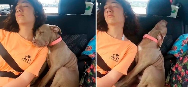 perro se duerme de una forma divertida