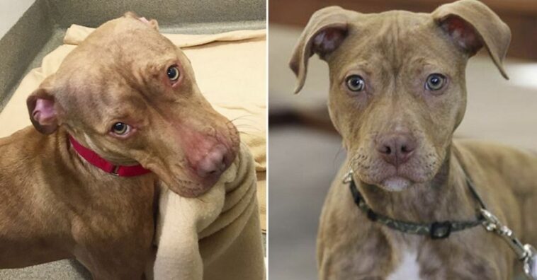 perro sin hogar hace su cama todos los días con la esperanza de que lo adopten