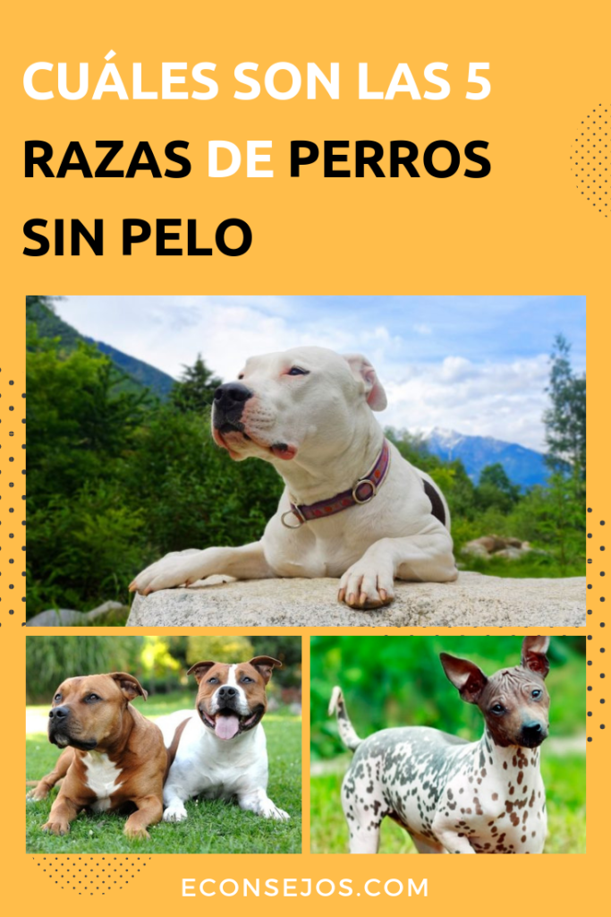 Razas de perros sin pelo