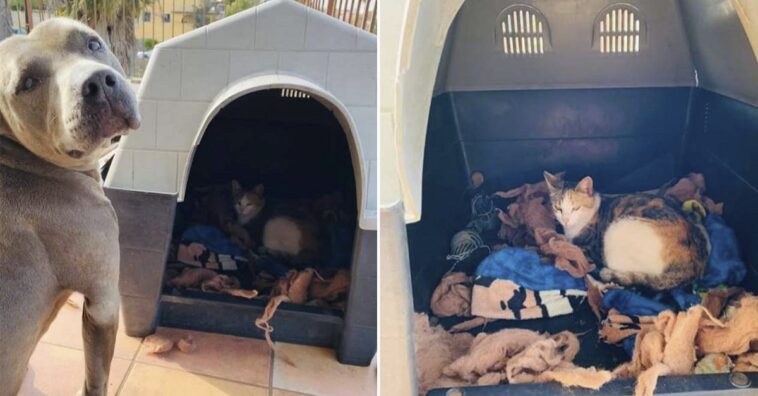 pitbull convida a una gata sin hogar que estaba embarazada a su casa para que tenga a sus bebés