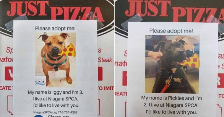 pizzería coloca fotografías de perritos en sus cajas