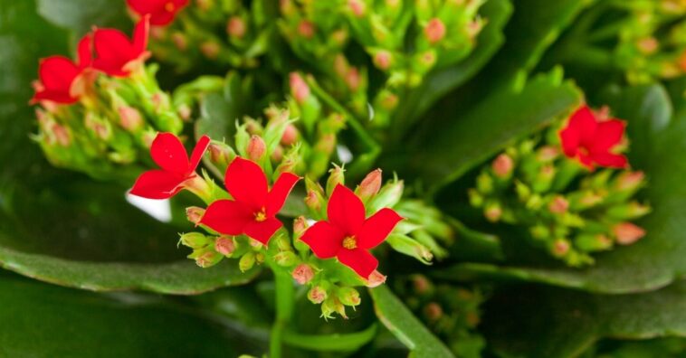 Kalanchoe: aprende a cultivar esta planta