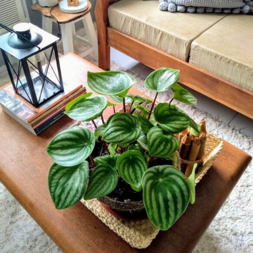 Peperomia