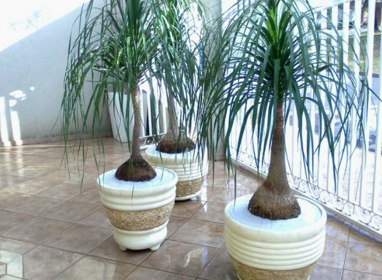 Plantas que no necesitan agua