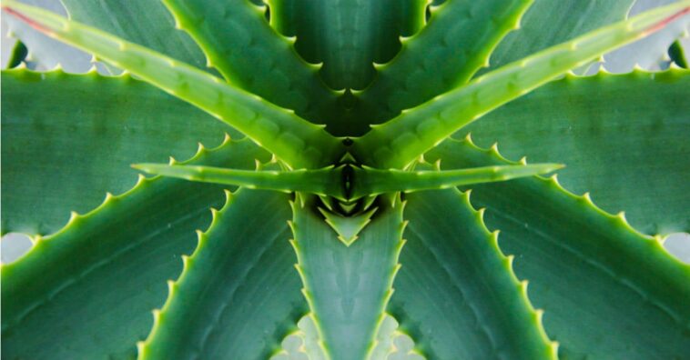 plantar aloe vera