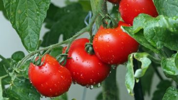 plantar tomates