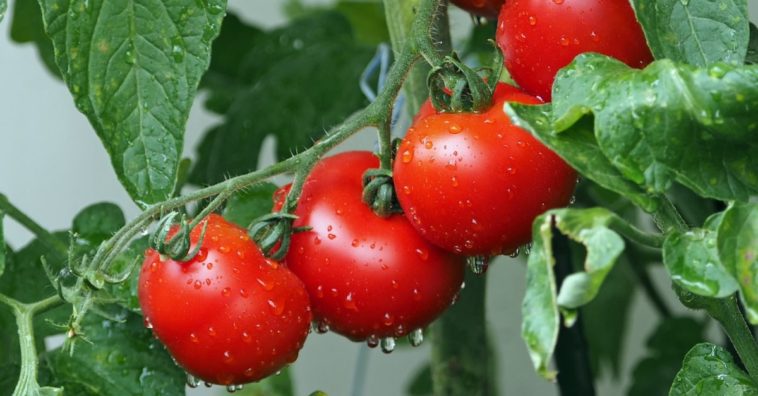 plantar tomates