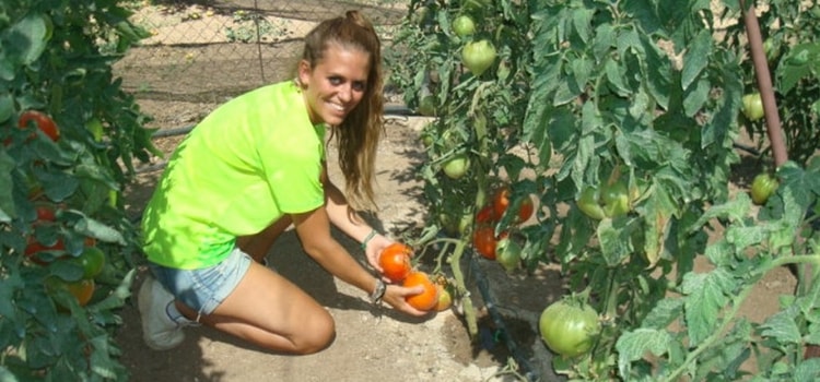 plantar tomates huerto