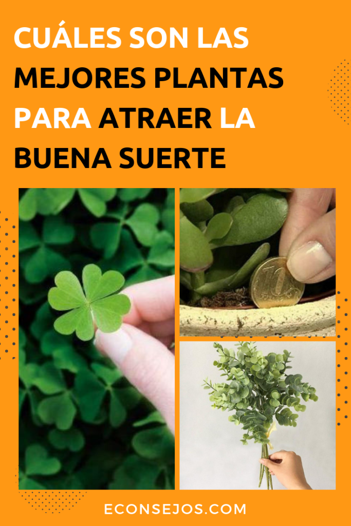plantas para atraer la buena suerte