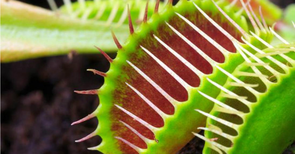 Carnivorous