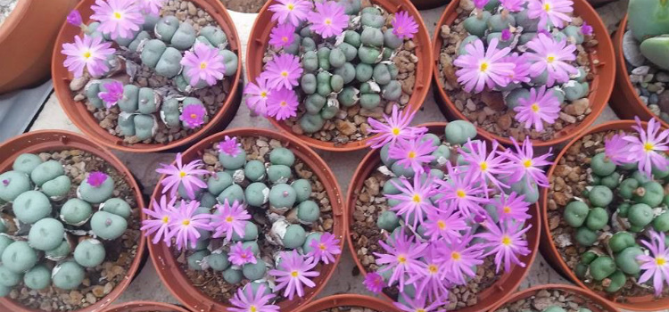 plantas crasas Conophytum minutum