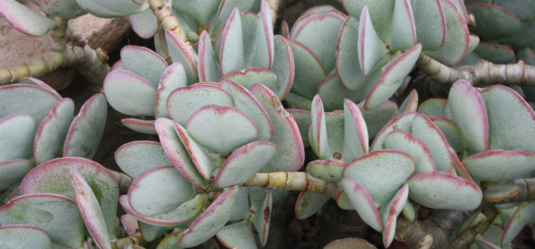 plantas crasas Crassula arborescens