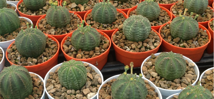 plantas crasas euphorbia obesa