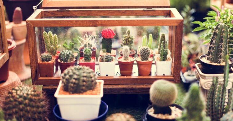Plantas para cultivar en interiores
