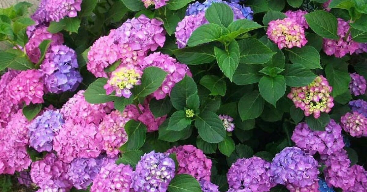 Las 5 plantas prohibidas que no deberías tener en casa