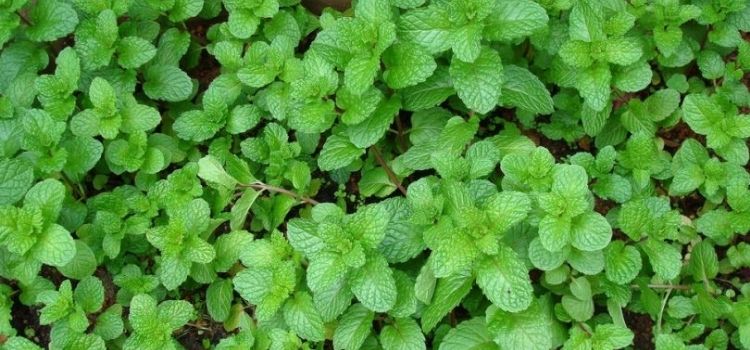 Plantas que alejan a las cucarachas de casa