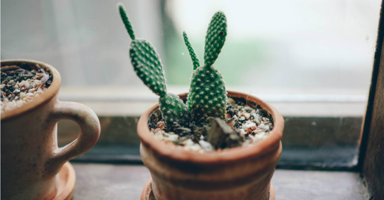 plantas que dan mala suerte