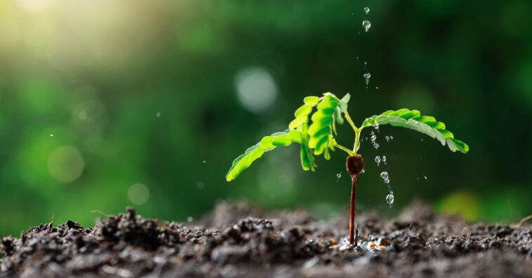 Las plantas pueden sentir dolor