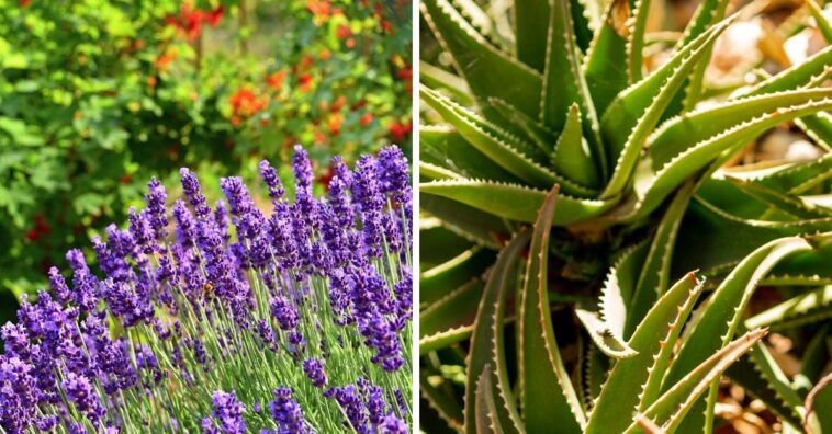 plantas tienen el poder de mejorar el estado de ánimo y la salud