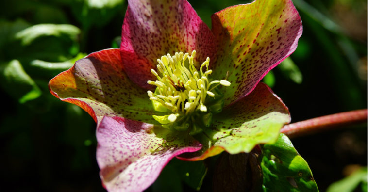 plantas venenosas
