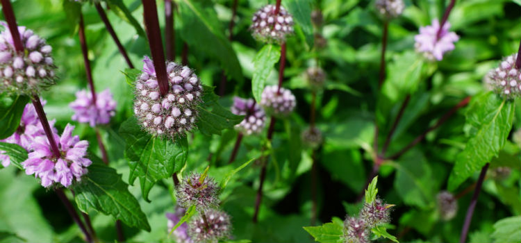 plantas antimosquitos